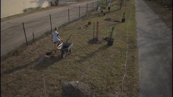 Bay Area nonprofit re-planting trees lost to recent storms