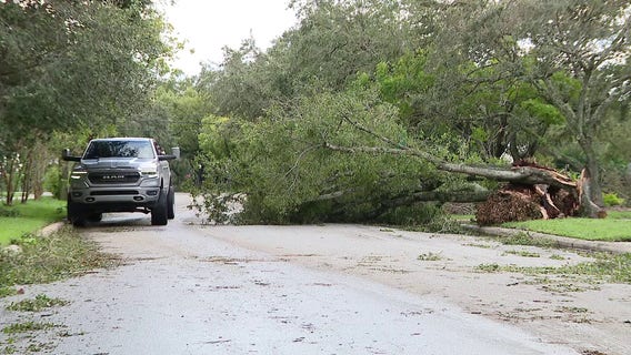Tampa's tree canopy thins out following back-to-back hurricanes