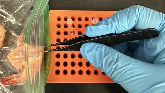 Study finds 96% of restaurants tested are lying about the source of their shrimp