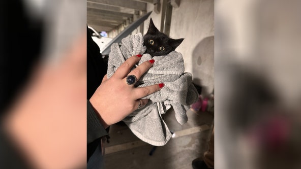 Clearwater police rescue kitten trapped under employee's car hood