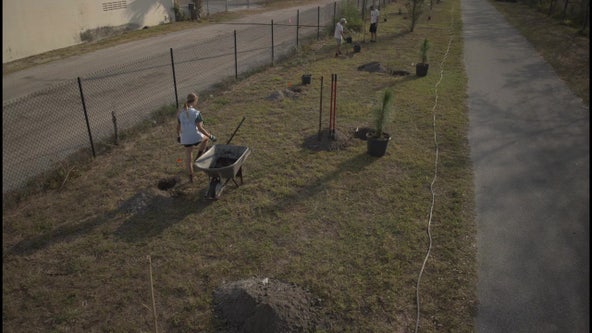 Bay Area nonprofit re-planting trees lost to recent storms