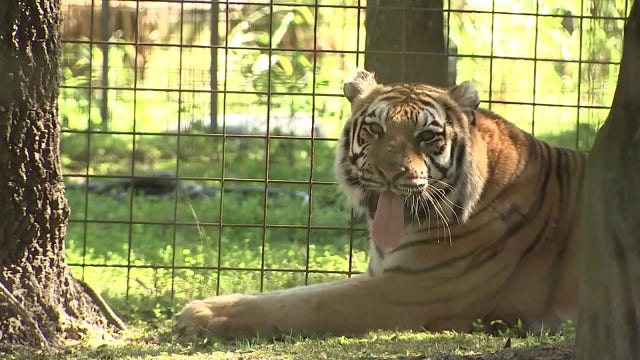 Big Cat Rescue sells large portion of Hillsborough property for $19.5M