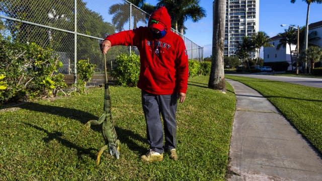 Will frozen iguanas fall from trees in Florida?