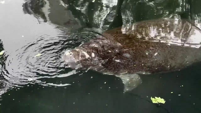 Manatee rescued from cold waters in St. Pete recovering at ZooTampa