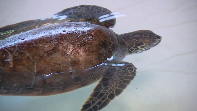 Cold-stunned sea turtles from St. Augustine area recovering at Apollo Beach rehab center