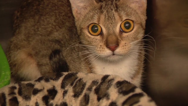 Nearly 100 animals found neglected in Spring Hill home: 'A scene from the TV show Hoarders'