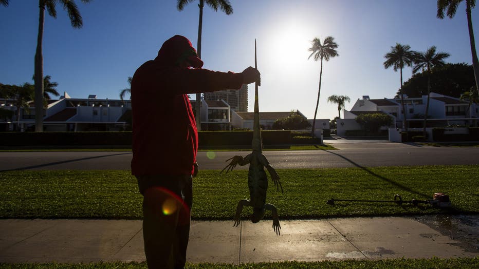 A maintenance worker holds an iguana immobilized from cold temperatures outside an apartment complex in West Palm Beach, Florida, U.S., on Wednesday, Jan. 22, 2020. Cold-stunned iguanas fell from trees in South Florida Wednesday morning as temperatures in Miami hit 40 degrees and wind chills reached in the 20s and 30s in South Florida, The National Weather Service reported. Photographer: Saul Martinez/Bloomberg via Getty Images