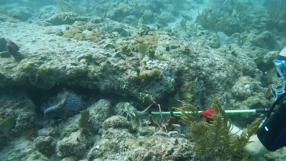 Lobster season in Florida runs from Aug. 6 to March 31.