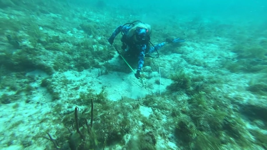 Lobster season in Florida runs from Aug. 6 to March 31.
