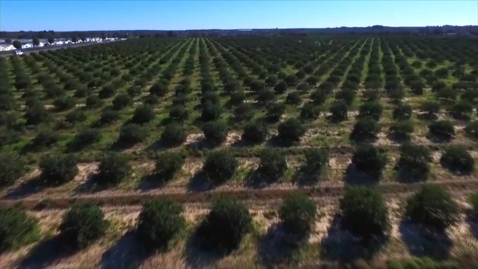 Alico citrus grove.