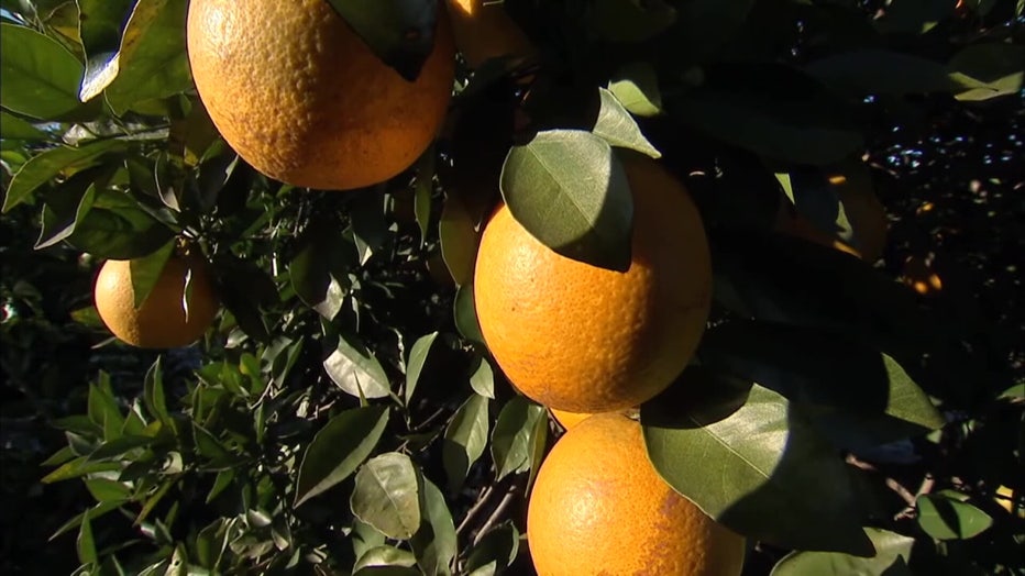 Pictured: Orange groves.