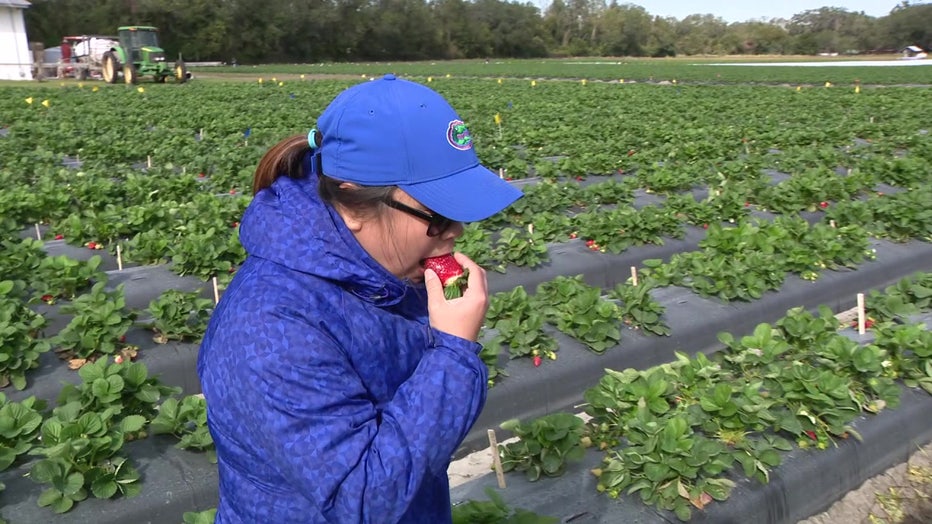 Whitaker trying one of Florida's new genetically modified strawberries.