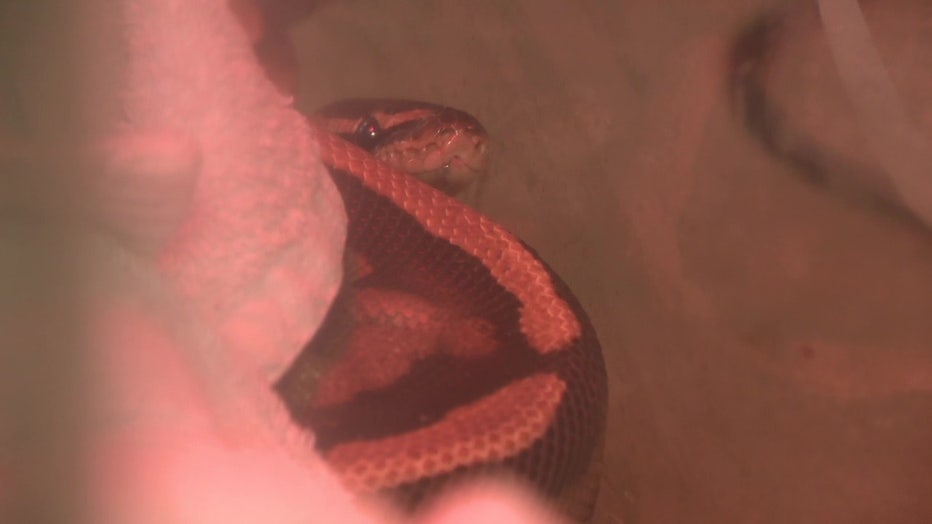 A python that was rescued from a Spring Hill home by the Hernando County Sheriff's Office.