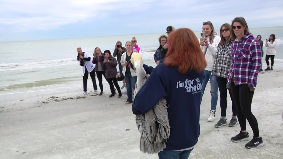 Wylie carrying a pelican to the water under her arm.