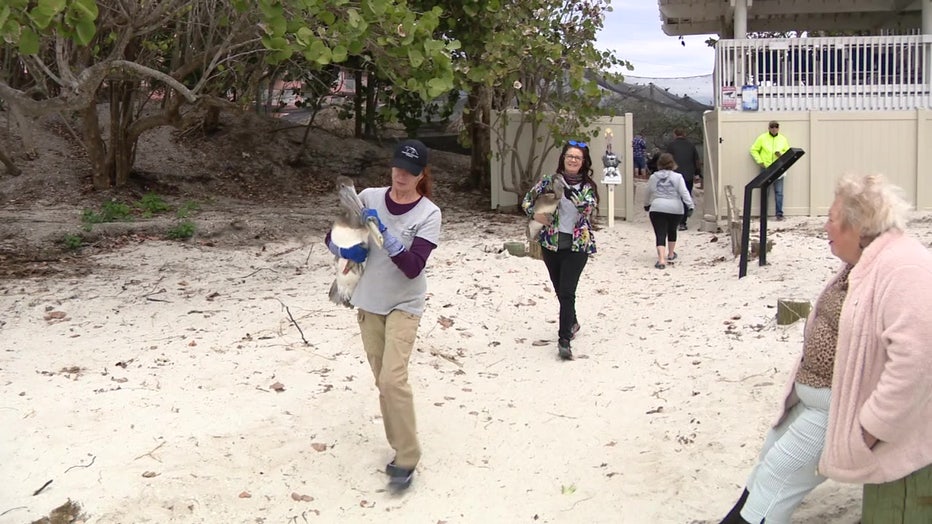 Volunteers walking rehabilitated birds to the ocean.