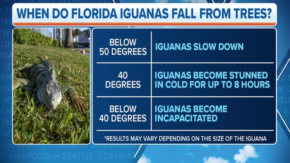 It needs to be very cold (by Florida standards) to impact the iguanas. (FOX Weather)