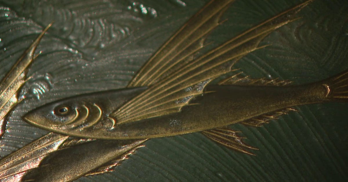 【The beautiful games of flyfishng】ディスプレイ flying-fish-1.jpg?ve=1&tl=1