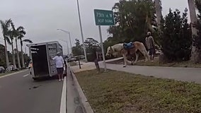 Spooked horses toss riders during beach tour excursion in Bradenton: Police