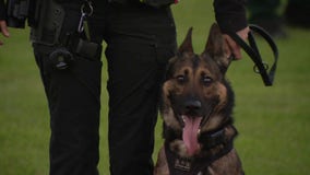 Florida K9s honored in Lakeland for heroic efforts