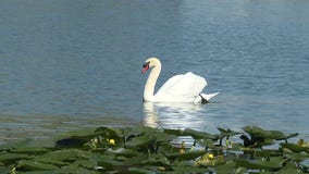 Bird flu could spread to Lake Morton swans, pets, vet says