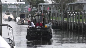 Mote Marine Laboratory sees a 70% kill rate during mitigation field testing