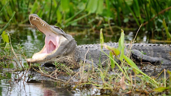 Florida man stories sought by HBO: Here's how you can be a part of the TV series