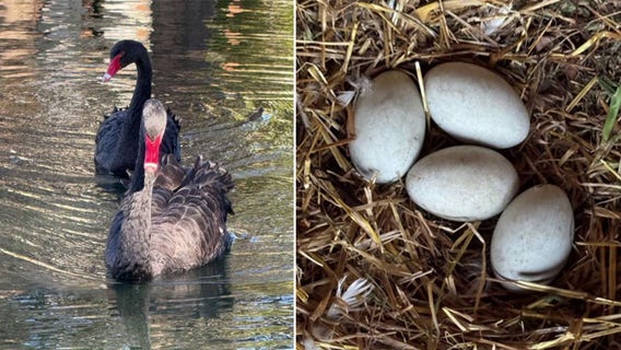 Stolen black swans, eggs found safe as investigation continues: PCSO
