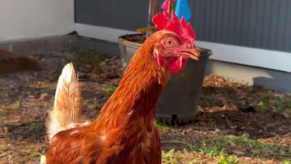 Thinking about getting a chicken? Largo feed store says it’s rising in popularity as egg prices soar