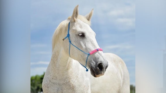 Beloved missing rescue horse found dead in pond