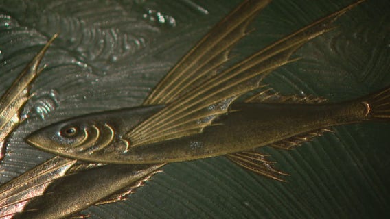 New Ringling Museum of Art exhibit features flying fish