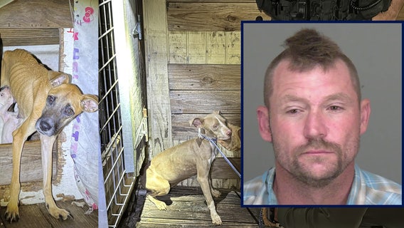 Emaciated dogs seized from Lake Placid home as deputies arrest their owner for animal cruelty: HCSO