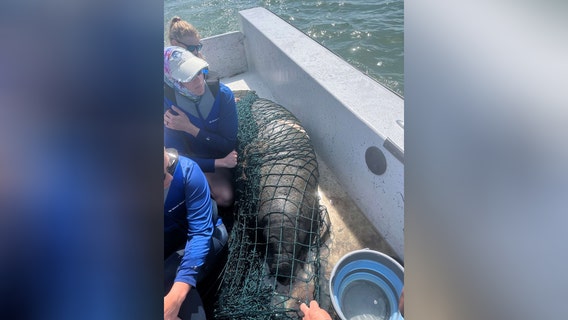 Injured manatee rescued, taken to ZooTampa: FWC