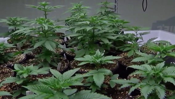 Proposed legislation would allow medical marijuana patients to grow weed in their home