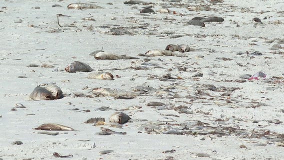 Dead fish washing ashore on Lido Beach as Mote Marine Laboratory confirms red tide