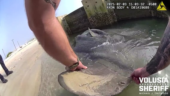 Video: Sunfish stuck in shallow water rescued by Florida deputies: ‘It’s like watching a Roomba’