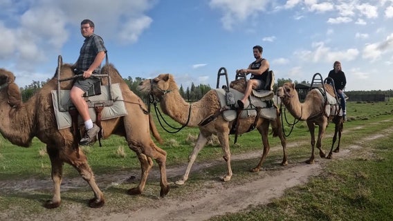 Safari Wilderness Ranch experience in Lakeland offering camel rides