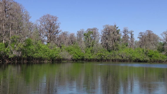 Storm debris clean-up on the Hillsborough River paused over environmental concerns