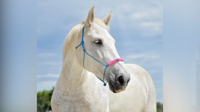 Beloved missing rescue horse found dead in pond