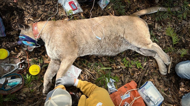 Heaviest Florida panther ever recorded captured and collared: FWC