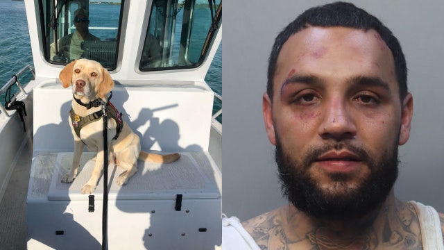 Florida sheriff’s K9 killed in crash while chasing suspected drug trafficker: MDSO