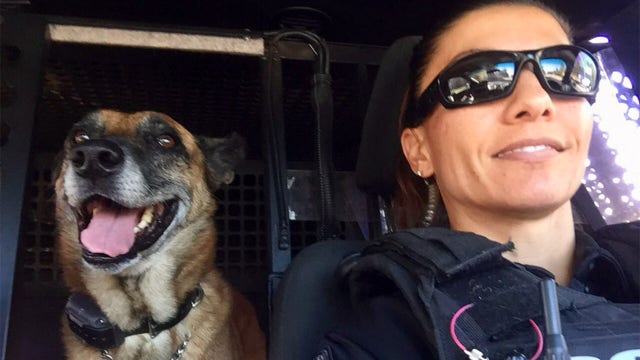 Tampa PD’s retired K9 Taz passes away: ‘He was a protector’