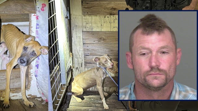 Emaciated dogs seized from Lake Placid home as deputies arrest their owner for animal cruelty: HCSO