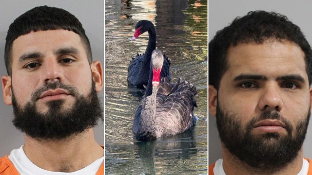 2nd swan theft suspect arrested, Polk deputies say