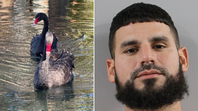 Swan theft suspect arrested, 2nd man sought, Polk deputies say