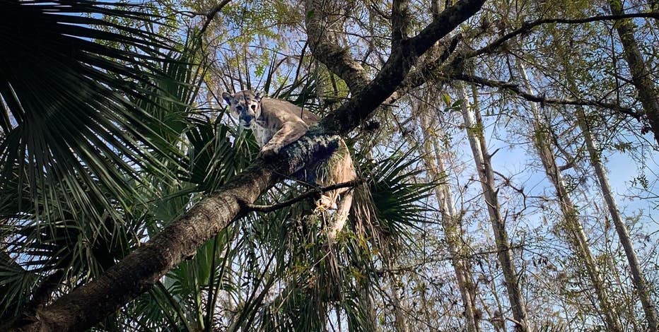 fwc-fl-panther-collared-3.jpg?