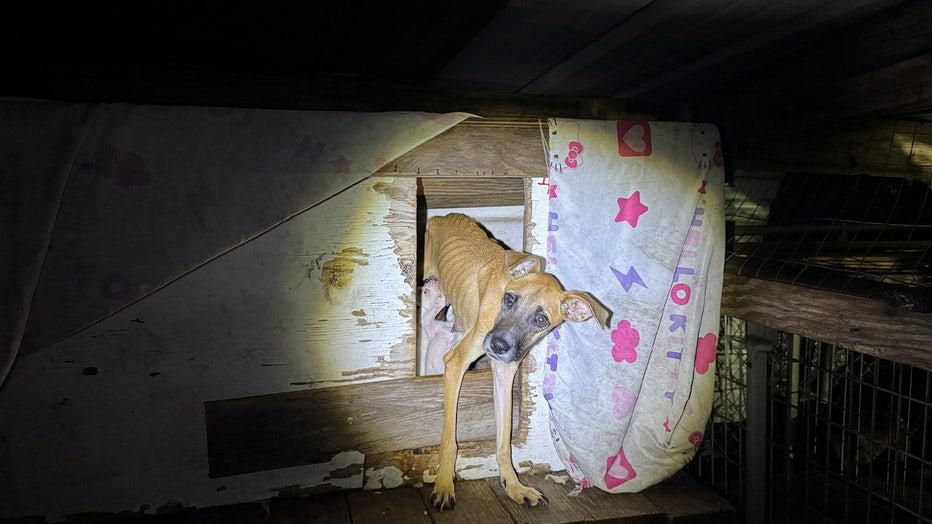 One of the emaciated dogs during the HCSO’s backyard seizure of a Lake Placid home (Courtesy: Highland County Sheriff's Office).