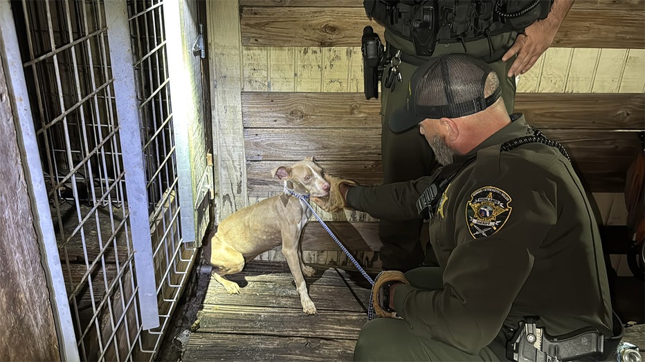 One of the emaciated dogs being rescued by HCSO deputies in a Lake Placid backyard kennel (Courtesy: Highland County Sheriff's Office).