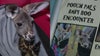 Inside Clearwater Marine Aquarium’s offer to hold a pair of baby kangaroos 