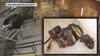 Lake Wales police release images of suspect's vehicle in Molotov cocktail attack on insurance business