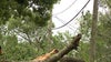 Tampa to restore tree canopy following back-to-back hurricanes